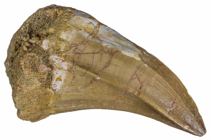 Fossil Mosasaur (Mosasaurus) Tooth - Morocco #286369